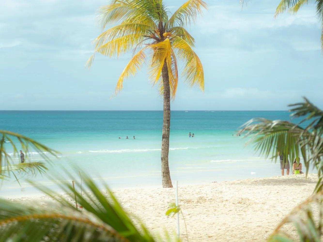 Palm trees leaning over a quiet white beach