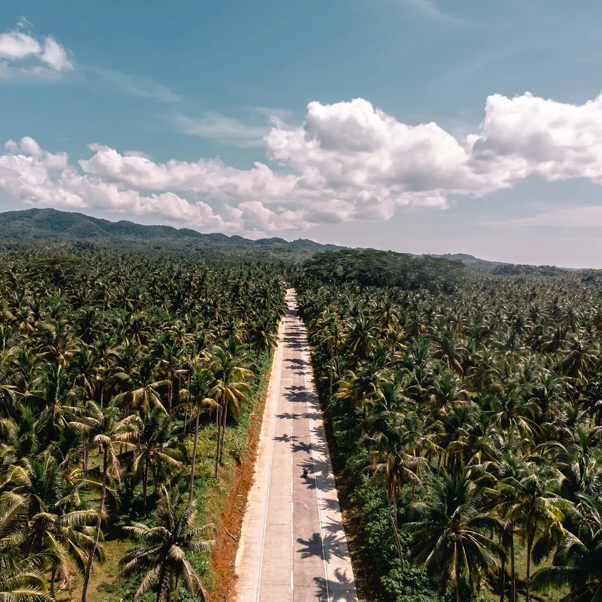 A straight road running through an endless coconut palm forest in Siargao