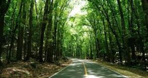 Bilar Man-Made Forest