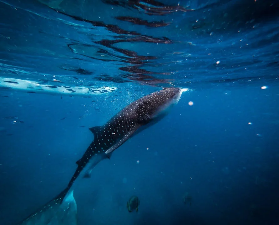 Oslob Whale Shark Watching and Canyoneering at Kawasan Falls
