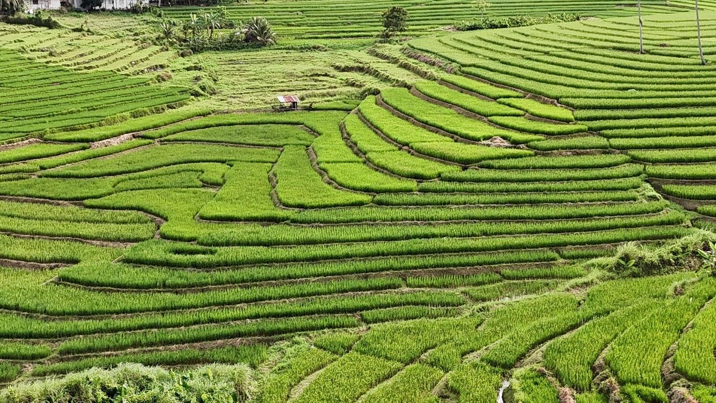 Cambuyo Rice Terraces3