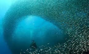 sardine run